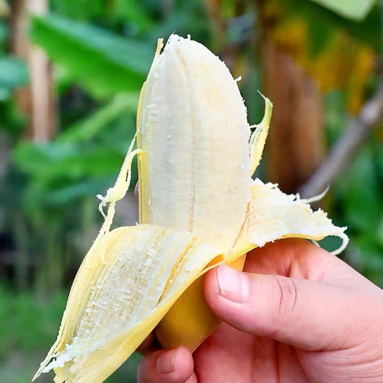 Chuối sứ (chuối xiêm) chín an toàn, tươi ngon